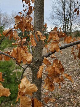 What kind of oak is still hanging on to its leaves?