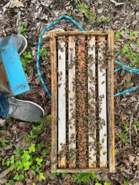[Hearth.com] Any Bees Here?