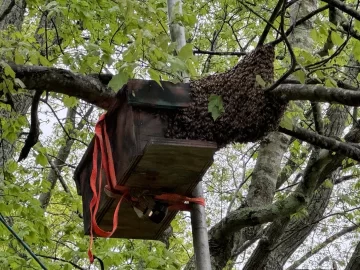 [Hearth.com] Any Bees Here?