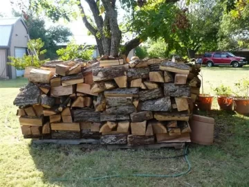 [Hearth.com] City Park with fallen Pecan