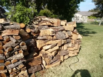 [Hearth.com] City Park with fallen Pecan
