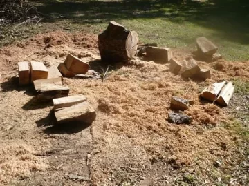 [Hearth.com] City Park with fallen Pecan