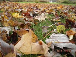 Fallen Leaves 10-11-10.jpg