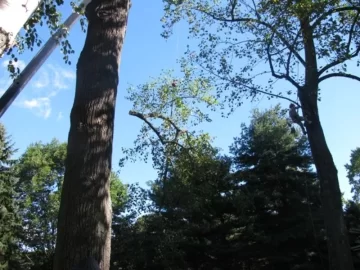 [Hearth.com] Big tree = Big equipment