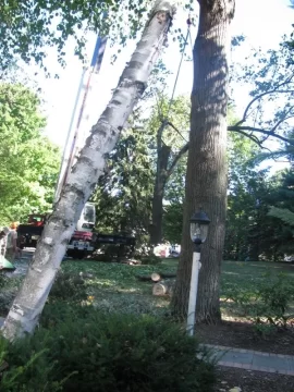 [Hearth.com] Big tree = Big equipment