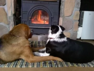 [Hearth.com] Speaking of stove temps.....