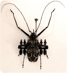 Beetle ID ....