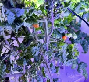 [Hearth.com] First tomatoes