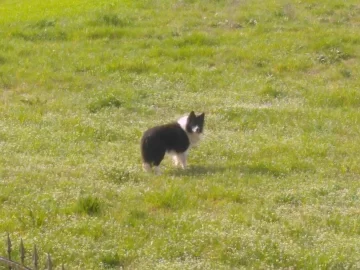 [Hearth.com] Border collie near 13 years old, vestibular syndrome