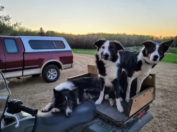 [Hearth.com] Border collie near 13 years old, vestibular syndrome