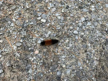 [Hearth.com] WOOLLY BEAR CATERPILLARS AND WEATHER PREDICTION