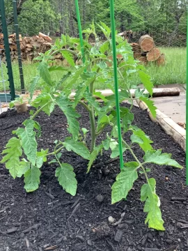 [Hearth.com] 2025 Garden Thread