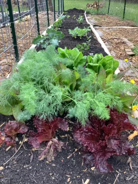 [Hearth.com] 2025 Garden Thread