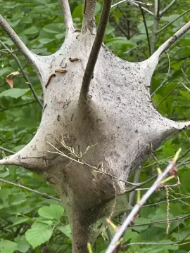 [Hearth.com] What is in a word is this on a tree?