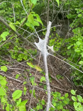 [Hearth.com] What is in a word is this on a tree?