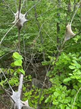 [Hearth.com] What is in a word is this on a tree?