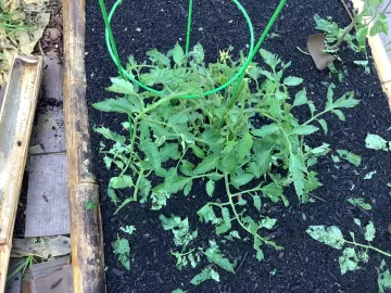 [Hearth.com] 2025 Garden Thread