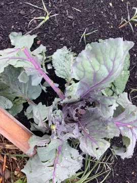 [Hearth.com] 2025 Garden Thread