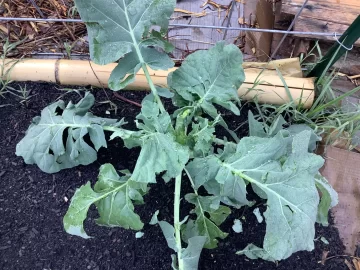 [Hearth.com] 2025 Garden Thread
