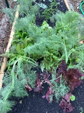 [Hearth.com] 2025 Garden Thread