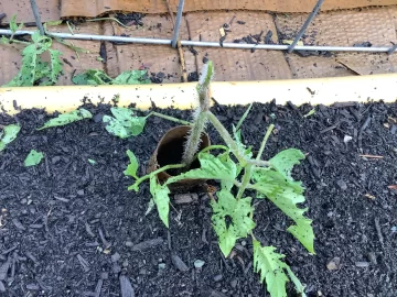 [Hearth.com] 2025 Garden Thread
