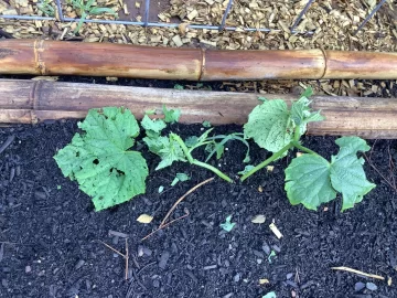 [Hearth.com] 2025 Garden Thread