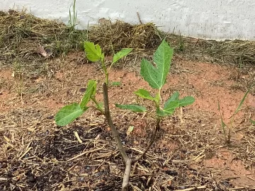 [Hearth.com] 2025 Garden Thread