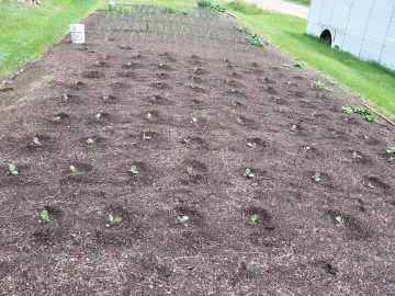 [Hearth.com] 2025 Garden Thread