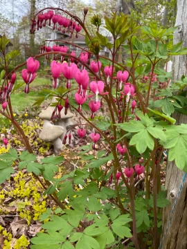 [Hearth.com] 2025 Garden Thread