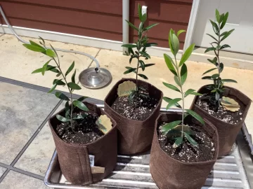[Hearth.com] 2025 Garden Thread
