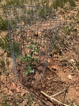 [Hearth.com] 2025 Garden Thread