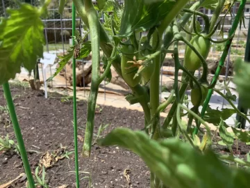 [Hearth.com] 2025 Garden Thread