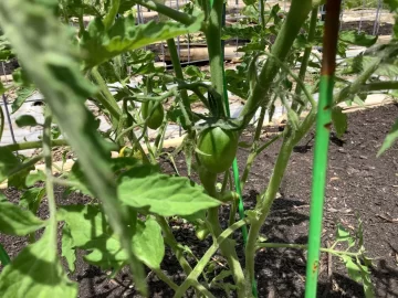 [Hearth.com] 2025 Garden Thread