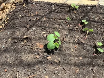 [Hearth.com] 2025 Garden Thread