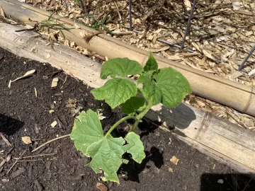[Hearth.com] 2025 Garden Thread