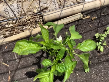 [Hearth.com] 2025 Garden Thread