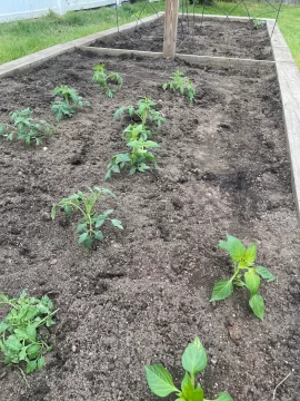 [Hearth.com] 2025 Memorial Day weekend Garden Planting Done! Is yours done? How big and What is the cost?