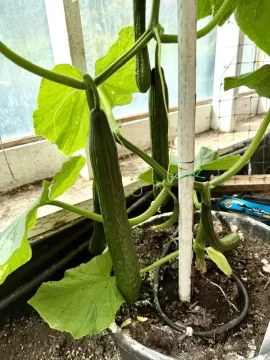[Hearth.com] 2025 Garden Thread