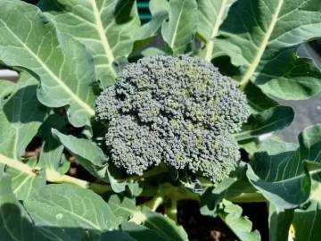 [Hearth.com] 2025 Garden Thread