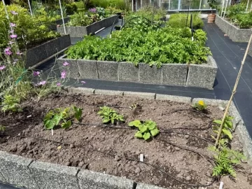 [Hearth.com] 2025 Garden Thread
