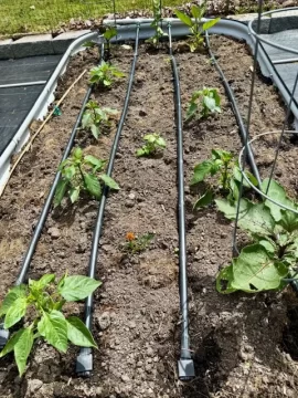[Hearth.com] 2025 Garden Thread