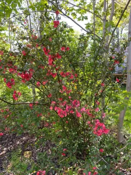 [Hearth.com] 2025 Garden Thread