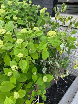 [Hearth.com] 2025 Garden Thread