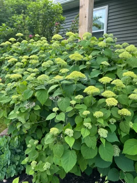 [Hearth.com] 2025 Garden Thread