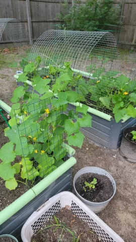[Hearth.com] 2025 Garden Thread