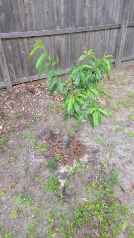 [Hearth.com] 2025 Garden Thread