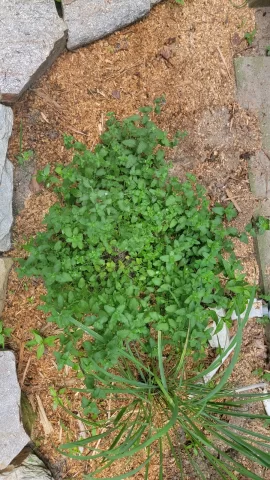 [Hearth.com] 2025 Garden Thread