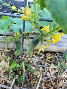 [Hearth.com] 2025 Garden Thread