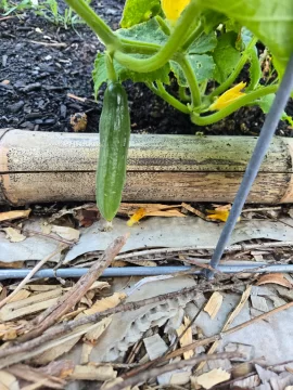 [Hearth.com] 2025 Garden Thread