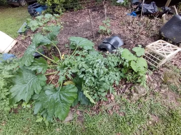 [Hearth.com] 2025 Garden Thread
